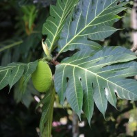 <i>Artocarpus altilis</i>  (Parkinson) Fosberg